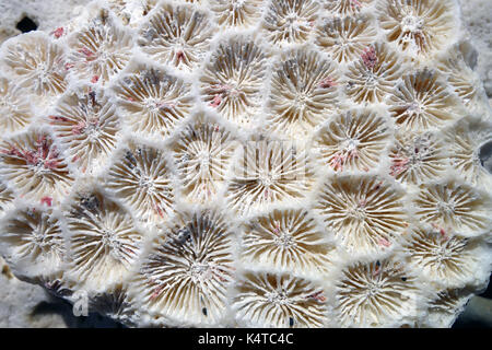 Detail der faviid korallenskeletts an Boat Harbour Beach, Lord Howe Island, NSW, Australien Stockfoto