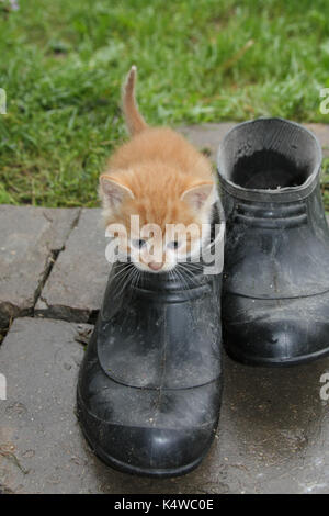 Das Kätzchen spielt mit Outdoor Schuhe Stockfoto