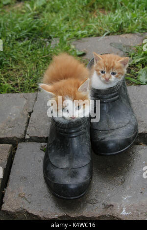 Ein paar Kätzchen spielen mit street Schuhe Stockfoto