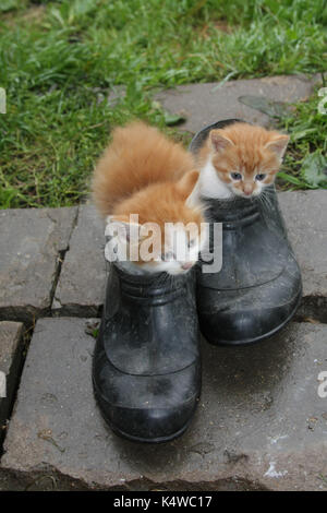 Ein paar Kätzchen spielen mit street Schuhe Stockfoto