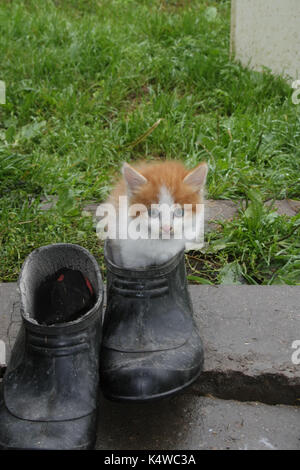 Das Kätzchen spielt mit Outdoor Schuhe Stockfoto