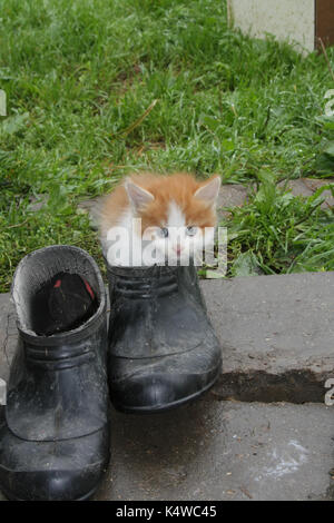 Das Kätzchen spielt mit Outdoor Schuhe Stockfoto