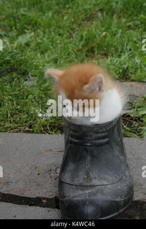 Das Kätzchen spielt mit Outdoor Schuhe Stockfoto