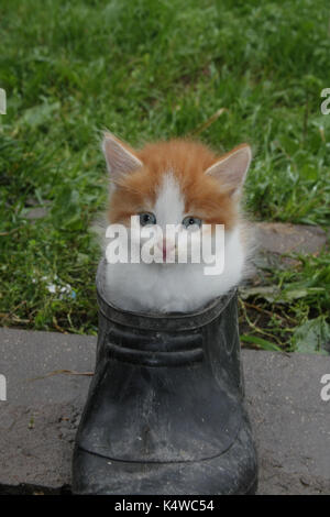 Das Kätzchen spielt mit Outdoor Schuhe Stockfoto