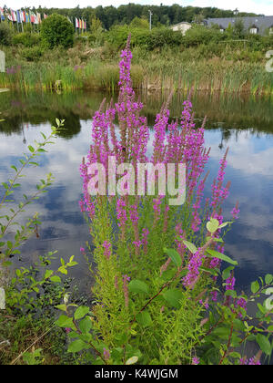 ; Blutweiderich Lythrum salicaria, Heilpflanzen; Stockfoto