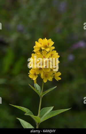 , Gilbweiderich Lysimachia vulgaris, Stockfoto