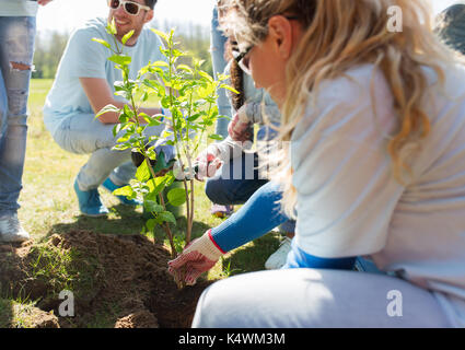 Gruppe von Freiwilligen pflanzung Baum im Park Stockfoto