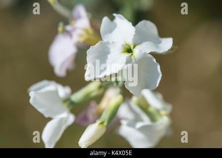 Nacht - duftende Bestand (Matthiola longipetala) Stockfoto