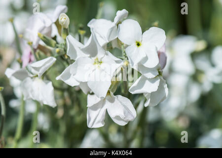 Nacht - duftende Bestand (Matthiola longipetala) Stockfoto