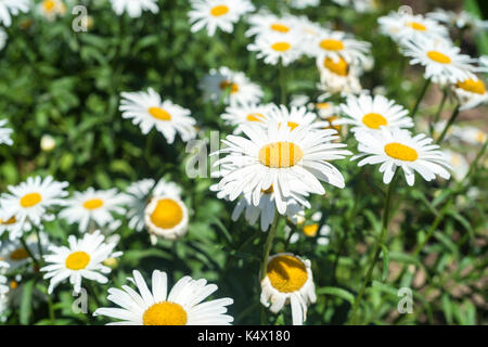Wilden Gänseblümchen auf einer Wiese Stockfoto