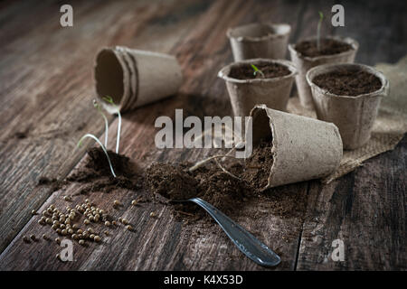 Wachsende Topfpflanzen aus Samen in biologisch abbaubaren Torf Töpfe und Blumenerde auf rustikalen Holzmöbeln Hintergrund. Homegrown Essen, vegatable, Self-sufficien Ho Stockfoto