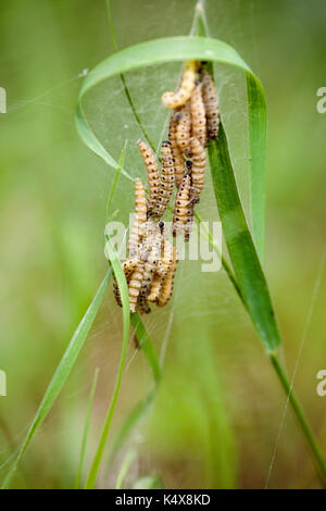 Große Gruppe von Raupen im Frühjahr im gras wiese Stockfoto