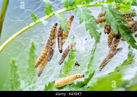 Große Gruppe von Raupen im Frühjahr im gras wiese Stockfoto