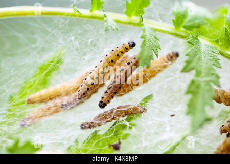 Große Gruppe von Raupen im Frühjahr im gras wiese Stockfoto