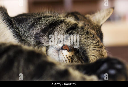 Schlafen tabby Cat bedeckt sein Gesicht mit seiner Tatze Stockfoto