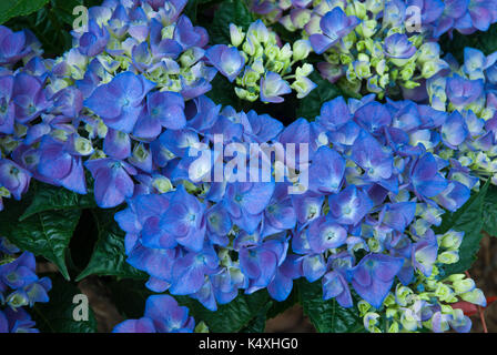 Helle blaue Hortensie, Amor, moppköpfe aus. Stockfoto