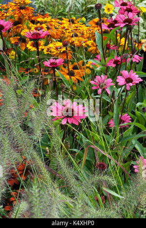 Gemischtes Staudenbeet mit Echinacea, Kegel Blume, (Asteraceae, Stauden, Stauden), verschiedene Farben. Stockfoto