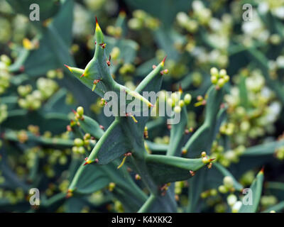 Colletia Paradoxa oder Anker pflanze Uruguay, Brasilien Stockfoto