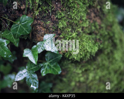 Efeu auf alten Baum mit Moss Stockfoto