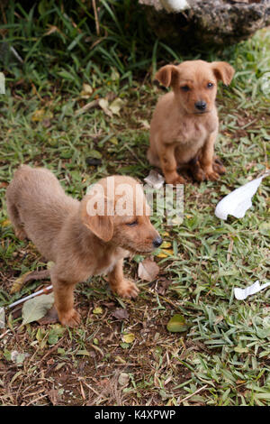 Welpen für heimatlose Hunde warten zu essen Stockfoto