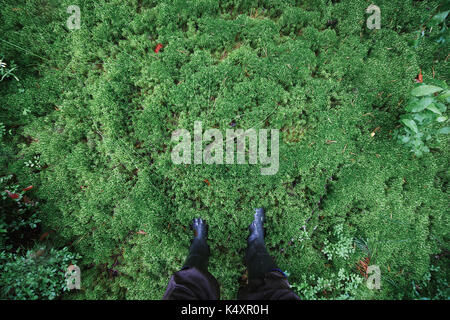 Männliche Füße in Gummistiefel in dicken Moss Stockfoto