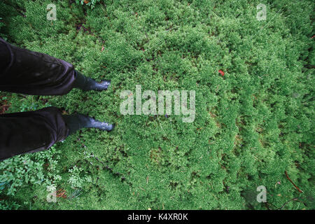 Männliche Füße in Gummistiefel in dicken Moss Stockfoto