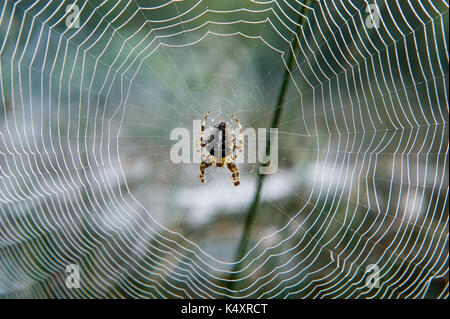 Spinnennetz zwischen Gras an einem nebligen Morgen in den Niederlanden Stockfoto