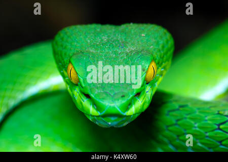 Vorderansicht, große Augen, grüne Pitviper (Ein älterer Name macrops) (Fokus auf das Auge flachen DOF) die endemische Spezies von Südostasien Stockfoto