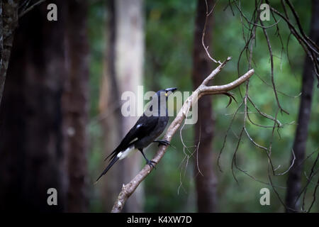 Trauerschnäpper Currawong (Strepera Graculina) ist ein mittlerer schwarzer passerine Vogel in östlichen Australien und Lord-Howe-Insel heimisch. Stockfoto