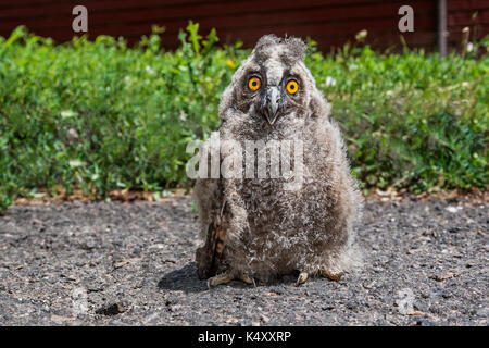 Eingebettet Waldohreule, Asio Otus Stockfoto