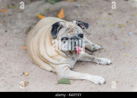 Müde niedlichen braunen Mops Hund sitzt in Schmutz mit Zunge aus, Pug Hund auf der Suche nach Besitzer in Schmutz Stockfoto