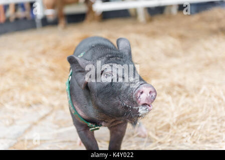 Schwarzes Schwein mit Spieß, der in Richtung zur Kamera in der Farm und Zaun geht Stockfoto