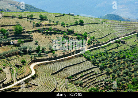 Weinberge und Olivenbäume in Ervedosa do Douro, einem UNESCO-Weltkulturerbe. Alto Douro, Portugal Stockfoto