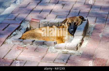 Einen heimatlosen Hund, schlafen auf der Straße Stockfoto