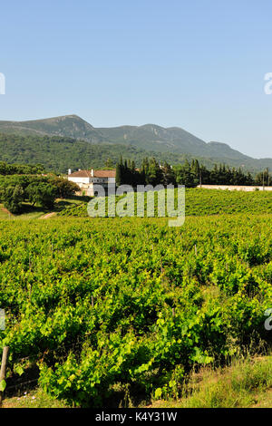 Weinberge im Naturpark Arrábida. Setúbal, Portugal Stockfoto