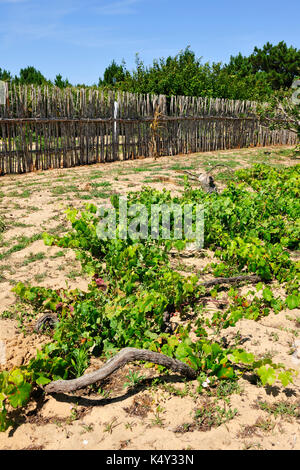 Fontanelas Weinbergen der berühmten colares Wein zu produzieren. Sintra, Portugal Stockfoto