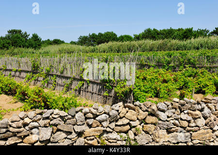 Fontanelas Weinbergen der berühmten colares Wein zu produzieren. Sintra, Portugal Stockfoto