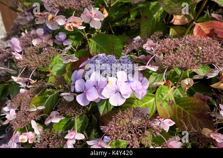 Lacecap hydrangea Aspera "heiße Schokolade" Garten Pflanze Blüte im August in St. Davids, Pembrokeshire, Wales, UK KATHY DEWITT Stockfoto