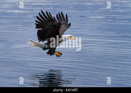 Adult Weißkopfseeadler Tiefflug über Wasser bereit, einen Fisch in Broughton Archipelago Marine Provincial Park von Nord Vancouver Island, British Col zu fangen Stockfoto