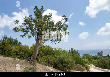 Johannisbrot Stockfoto