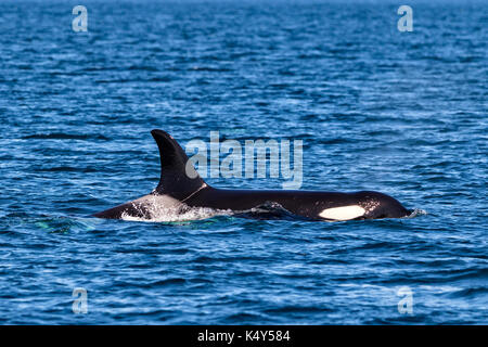 Northern resident Killer whale Pod im Queen Charlotte Strait aus nördlichen Vancouver Island, British Columbia, Kanada. Stockfoto