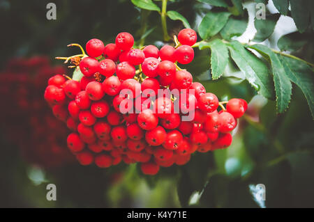 Rowan Tree, in der Nähe von hellen Vogelbeeren auf einen Baum. Große orange Beeren auf dem Baum closeup auf dem Hintergrund der Blätter im Herbst. Stockfoto