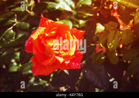 Orange Rose auf der Bush auf der Bush in den grünen Garten. Stockfoto