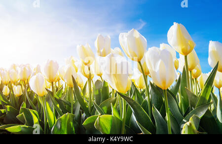 Gelbe Tulpen im Sonnenlicht gegen Stockfoto