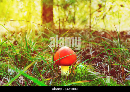 Rote Pilze im Herbst Wald. Genießbare Pilz mit einem Red Hat wächst in einem Gras auf dem Hintergrund des grünen Wald im Sonnenlicht. Stockfoto