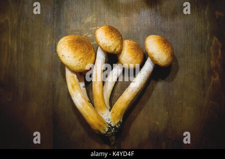 Honig Pilz oder Armillaria ist eine Gattung der parasitären Pilzen, die auf Bäumen und holzige Sträucher leben. Ernte frische Pilze. Armillaria Herbst. Stockfoto