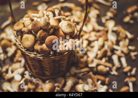 Draufsicht auf Korb mit frischen Pfifferlingen auf alten Holztisch. Ernte frische Pilze. Armillaria Herbst. Stockfoto