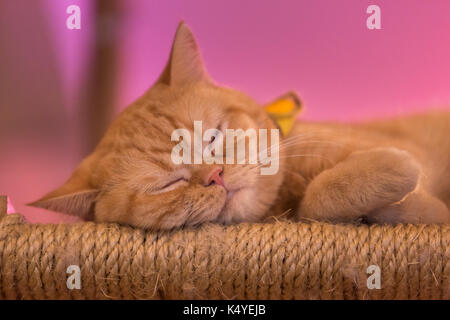 Friedliche orange rot Tabby Katze Kitten männlich zusammengerollt schläft. Stockfoto