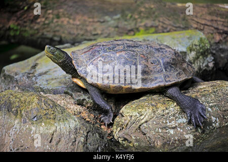 Chinesische stripe-necked Turtle (Ocadia sinensis), schlafend, Captive, beheimatet in China Stockfoto