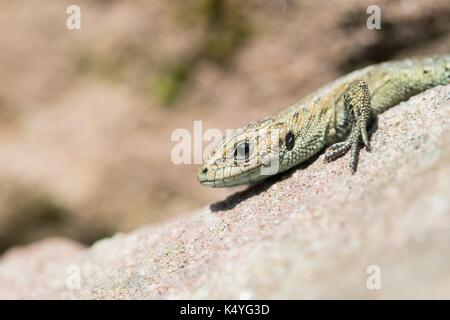 Lebendgebärenden Eidechsen (Lacerta vivipara) auf Stein, Porträt, Hessen, Deutschland Stockfoto